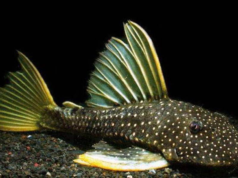 שפמנון נפוץ Ancistrus