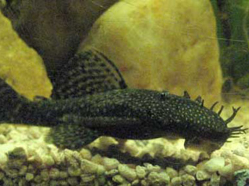 אנציסטרוס באקווריום