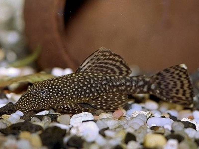 גידול שפמנונים באקווריום