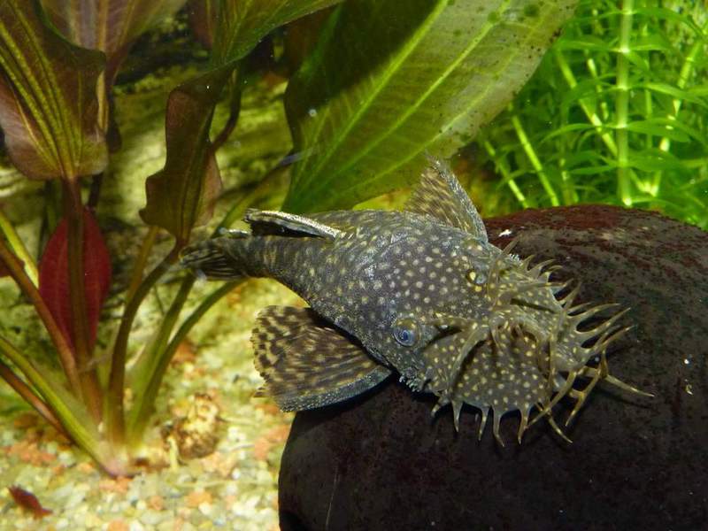 איך נראה שפמנון אנציסטרוס?