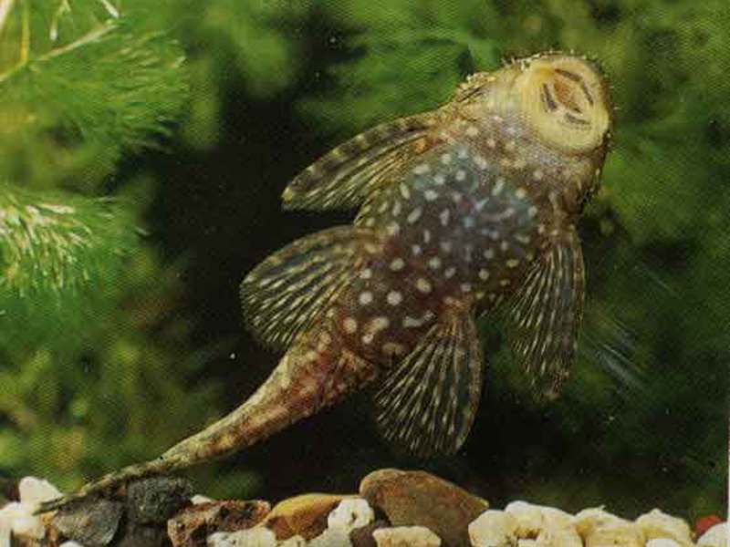 כיצד שפמנון מתרבה?