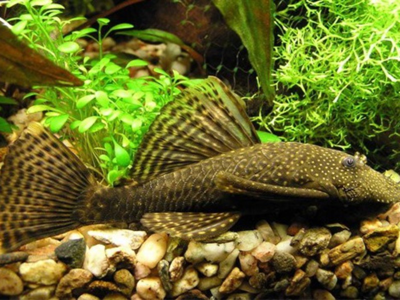 אנציסטרוס נפוץ