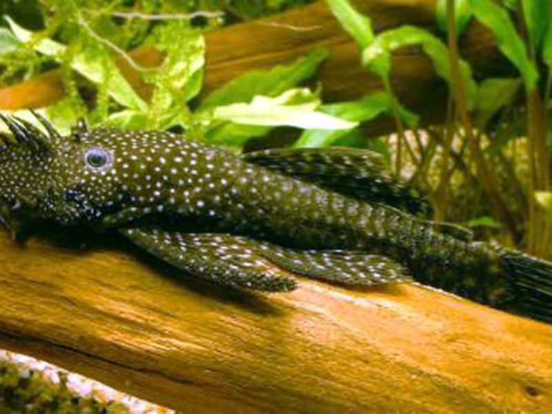 מראה שפמנון ה-Ancistrus