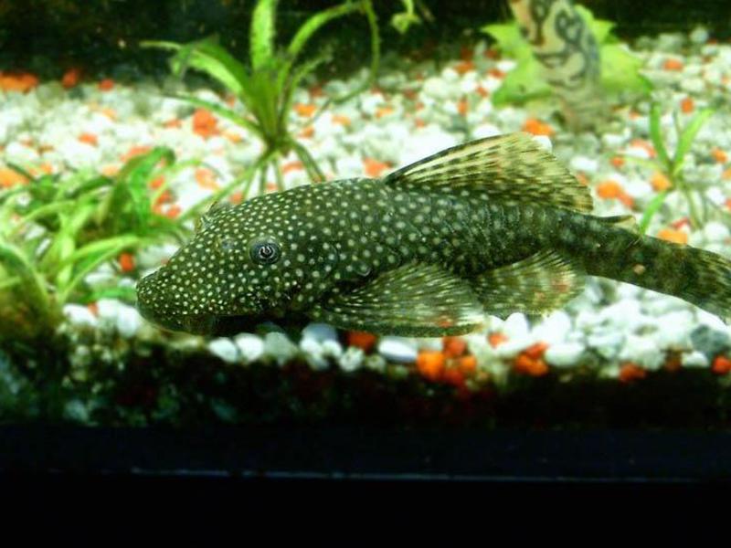 אילו תנאים נדרשים לגידול שפמנון?