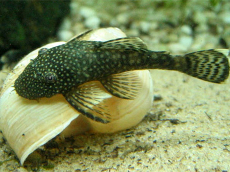 מה להאכיל שפמנון אנציסטרוס