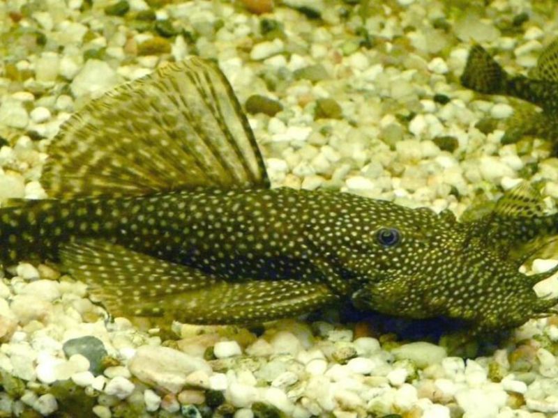 איך לגדל שפמנונים באקווריום