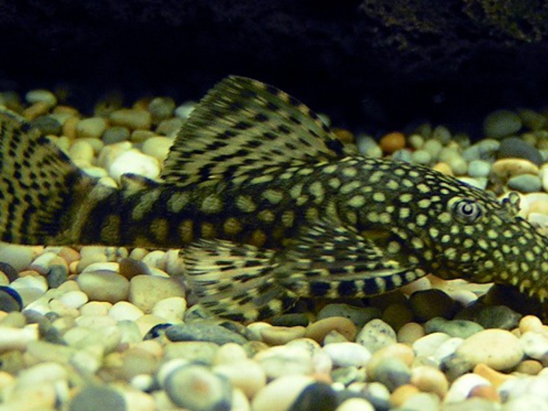 שפמנון אנציסטרוס