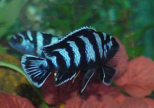 ציקלידים זברתיים: תמונות של ציקלידים כחולים ואדומים