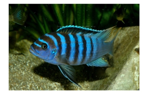 גידול דגי זברה באקווריום שם: זברה פסאודוטרופוס