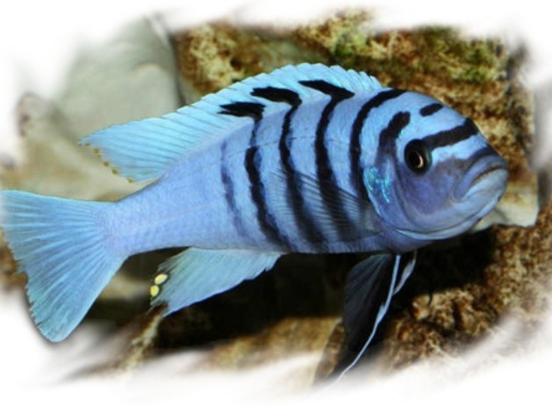 זברה פסאודוטרופיוס תיאור של דגי אקווריום
