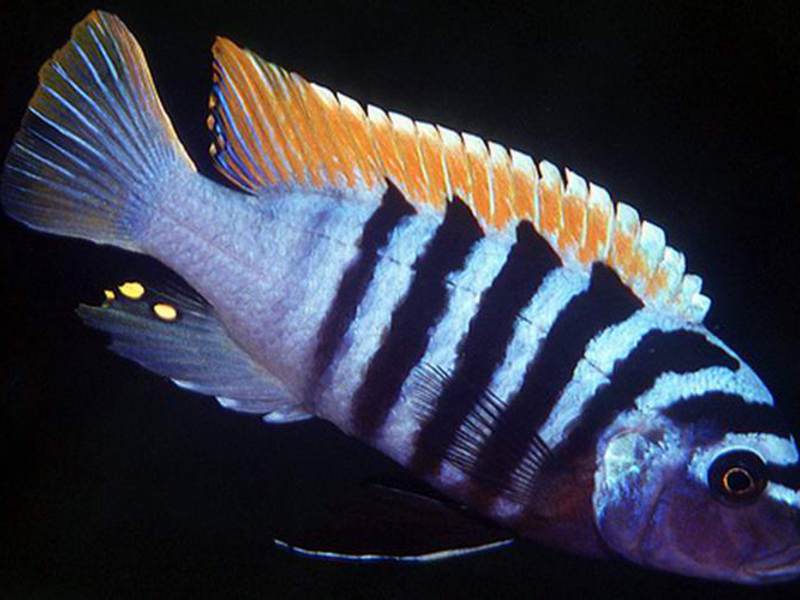 טיפול בדגי זברה איך לטפל נכון בדגים