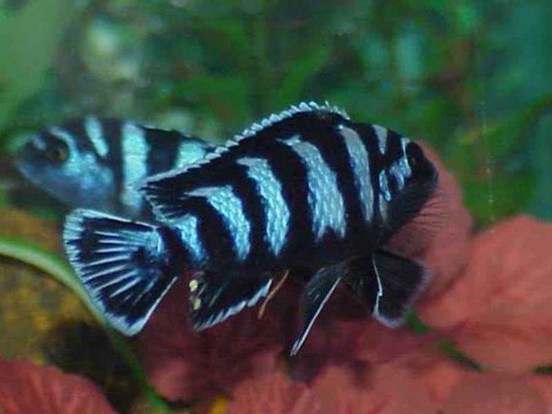 טיפול בדגי זברה איך לטפל כראוי בדג זברה