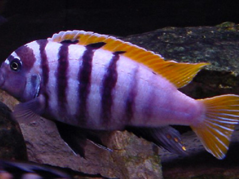 דג זברה מזון לדגי זברה