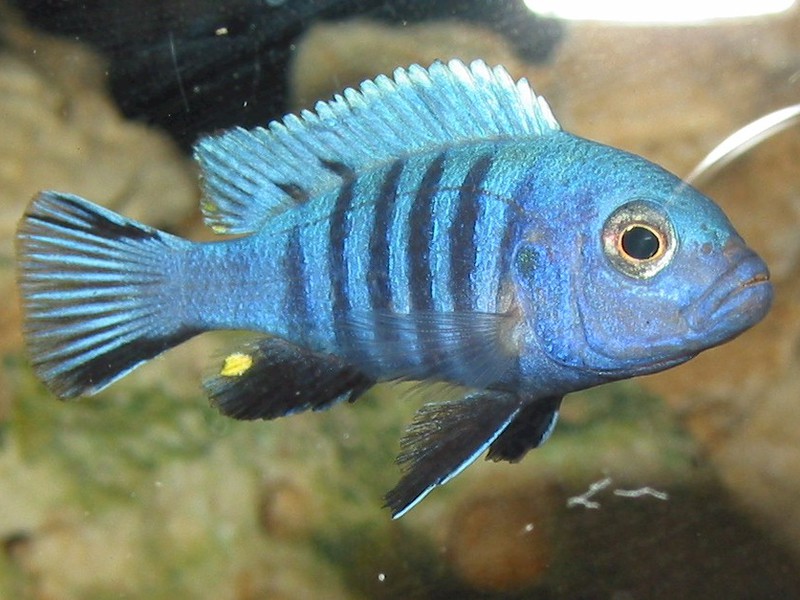 מה להאכיל את דג הזברה פסאודוטרופיוס זברה כחולה