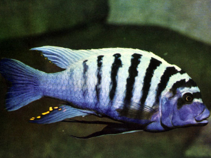 זברה פסאודוטרופיוס זברה פסאודוטרופיוס