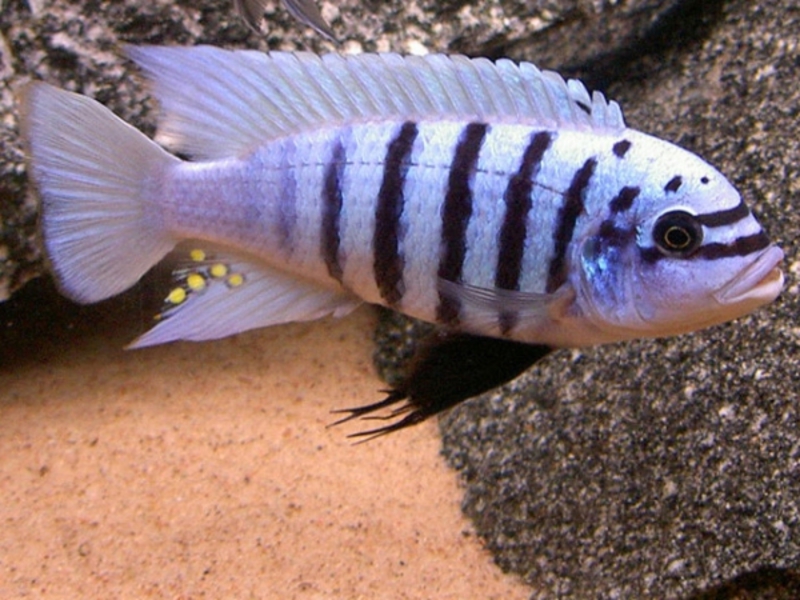 איך נראה דג הזברה פסאודוטרופיוס? המראה של דג זברה