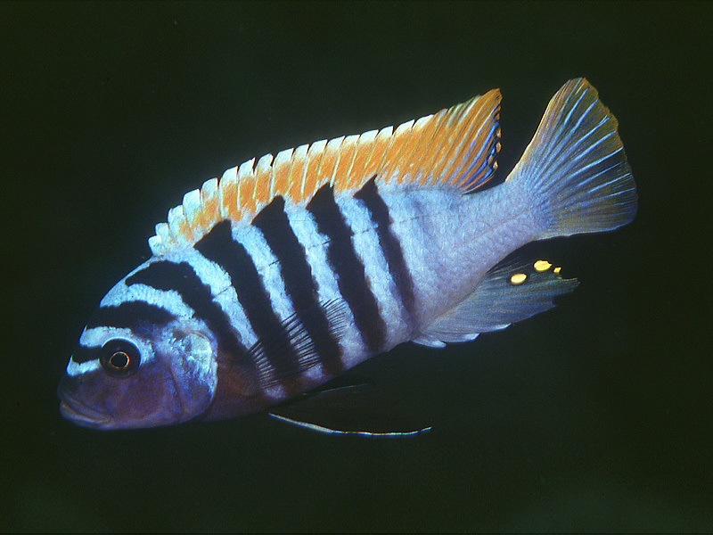 תיאור דג הזברה פסאודוטרופיוס איך נראה הדג?