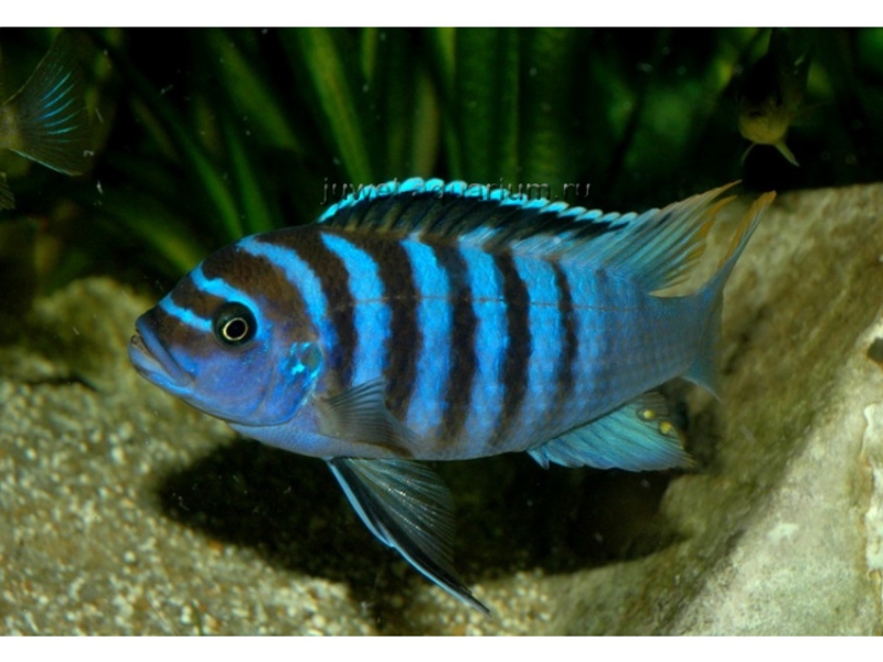 כיצד לטפל בדג הזברה פסאודוטרופיוס מה להאכיל דג זברה באקווריום