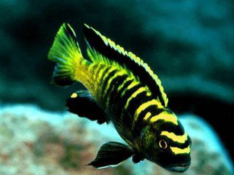 שמירה על דג הזברה פסאודוטרופיוס גידול דגי פסאודוטרופיוס
