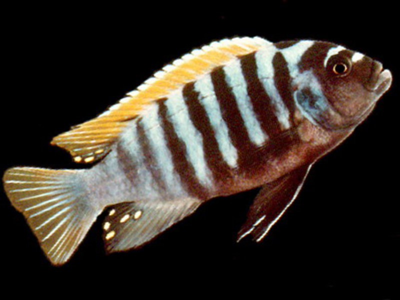 תיאור הדג זברה פסאודוטרופיוס: טיפול ותאימות