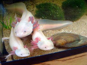 מה אוכלים אקסולוטלים?