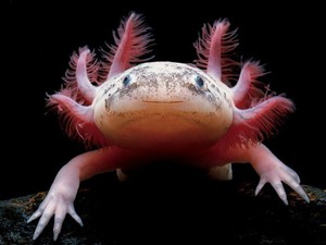 הכל על האקסולוטל