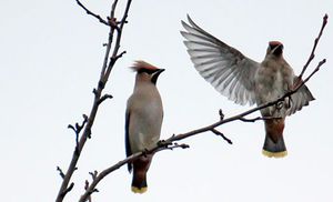 ציפורים נודדות של בלארוס