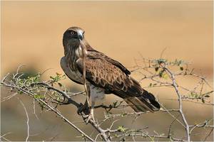 תיאור ואורח חיים של ציפורים