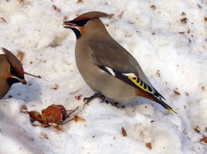 רשימת ציפורים בבלארוס