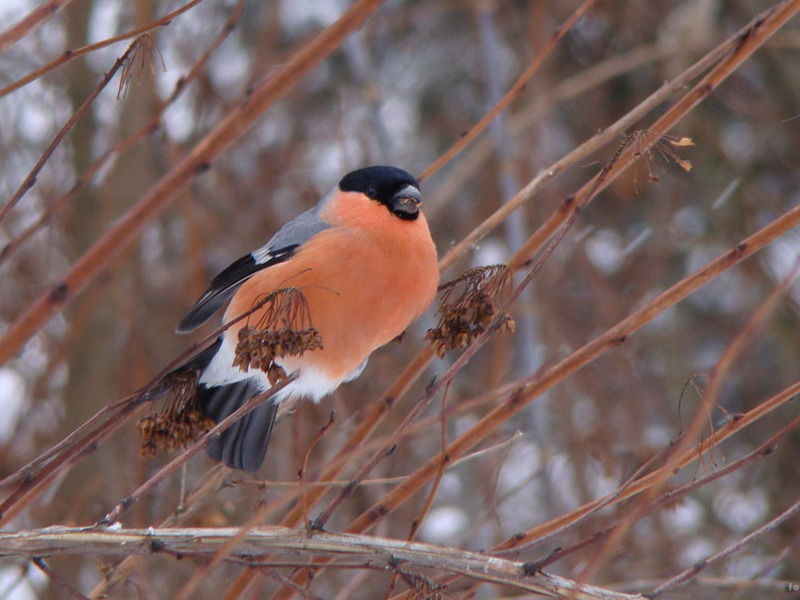 מאפייני ציפורים נודדות