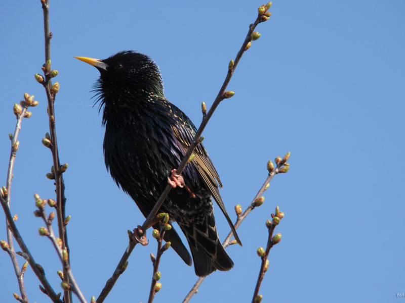 אילו ציפורים נמצאות בבלארוס?
