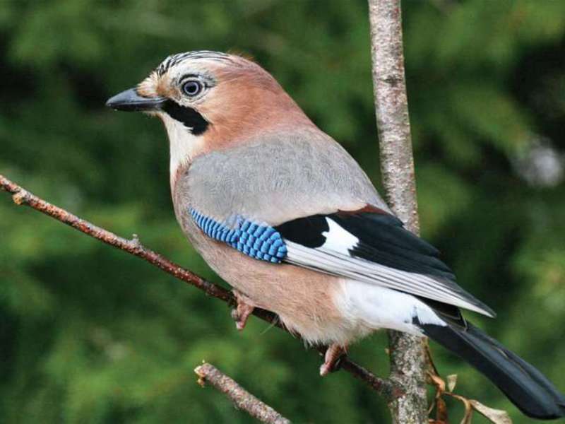 ציפורים נודדות של בלארוס
