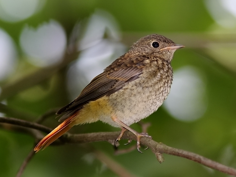 מה אוכלות ציפורים בחורף?