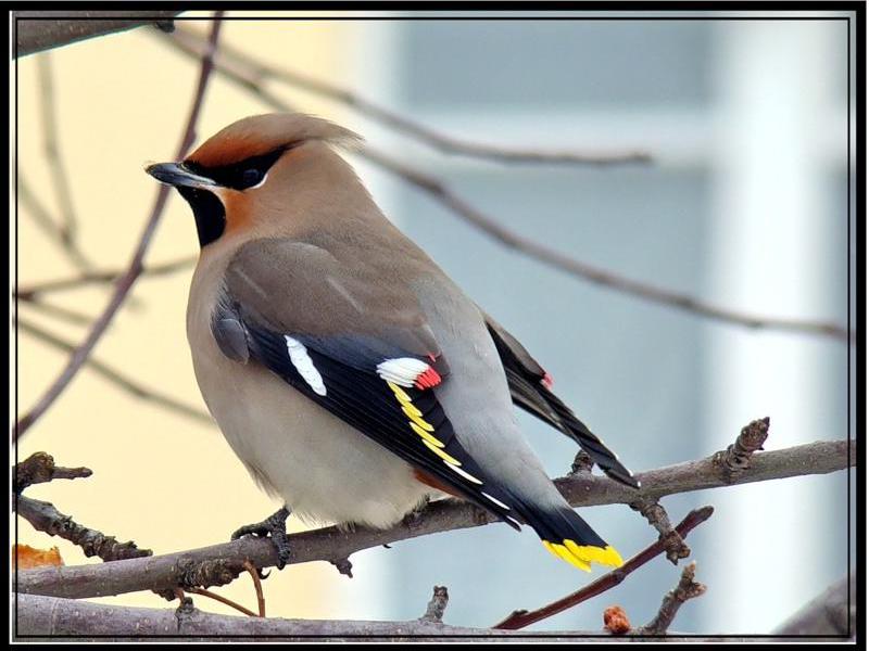 ציפורים נודדות לבלארוס