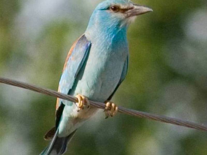 אורח חיים של ציפורים נודדות