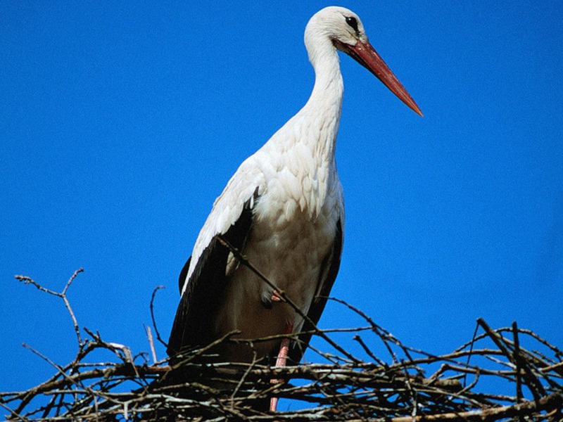 צריחים בבלארוס