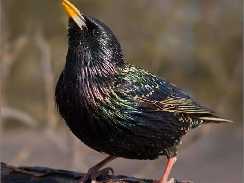 מאפייני ציפורים נודדות