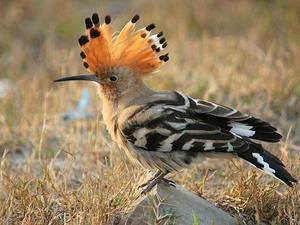 סוגי ציפורים עם ציוץ