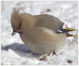 ציפור עם ציצה