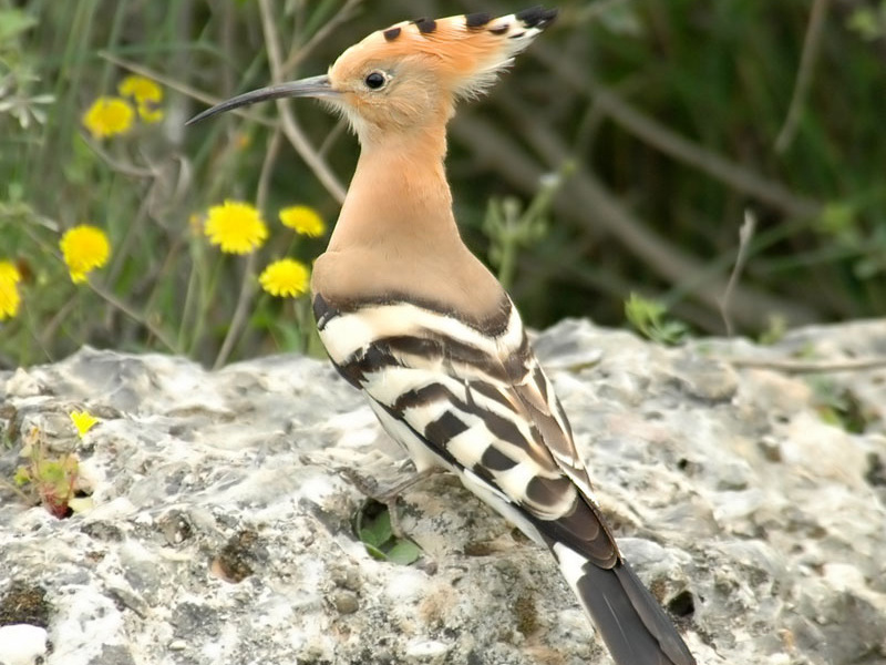 סוגי ציפורים עם ציוץ
