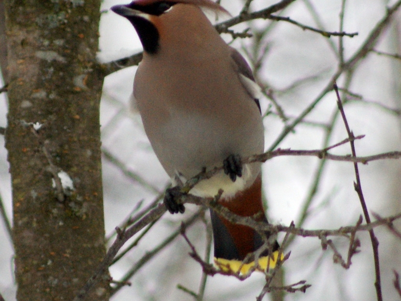 תיאור ציפורים עם ציצית