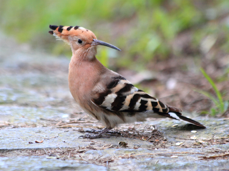 ציפורים נודדות עם ציצה