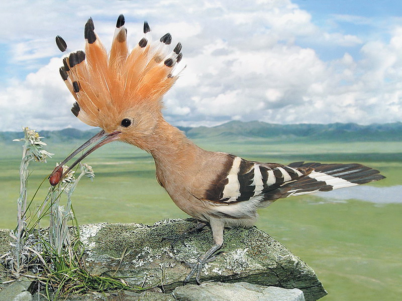 עם סמל של ציפור