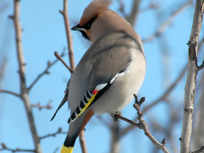 שמות של ציפורים עם ציציות על ראשן
