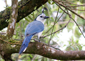 עורבני כחול-ציצי