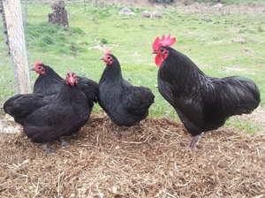 הכל על גזע מוסקבה שחור