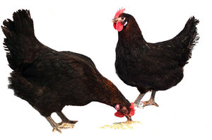 תחזוקת גזעי תרנגולות