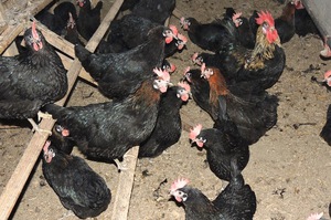 תרנגולות רבייה