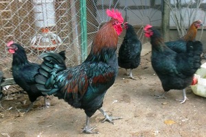 ביקורות מבעלי גזעי תרנגולות