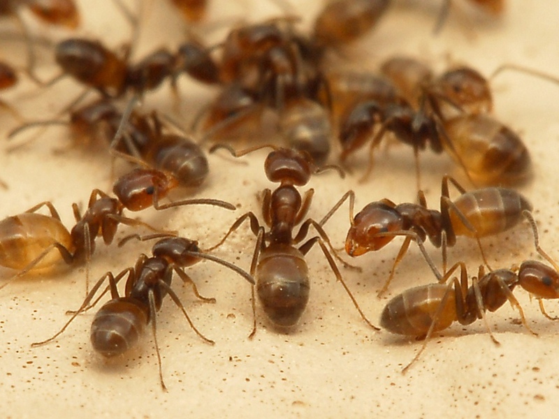 איך נראות נמלי בית? מראה של נמלי בית